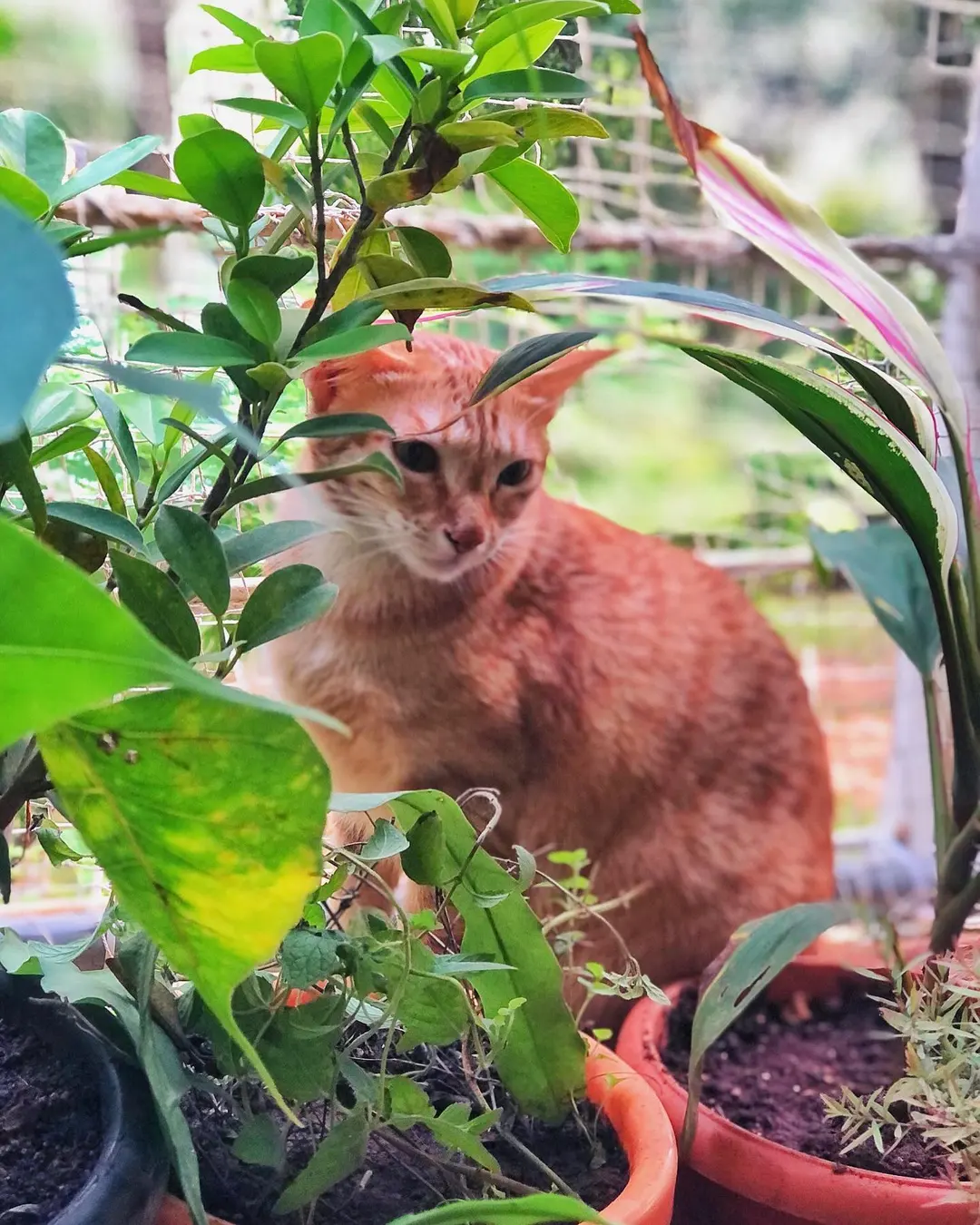 Kudru trying her best to hide behind the plants…