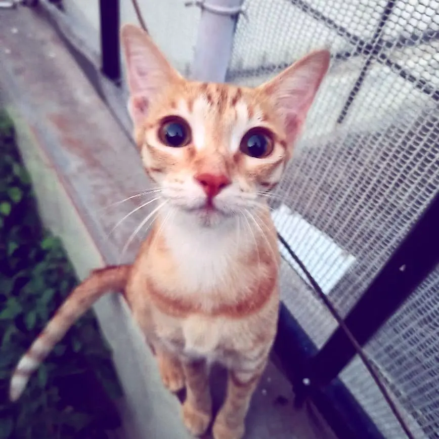 Kudru spotted at her bird spotting place and she clicked the perfect picture of the mixed