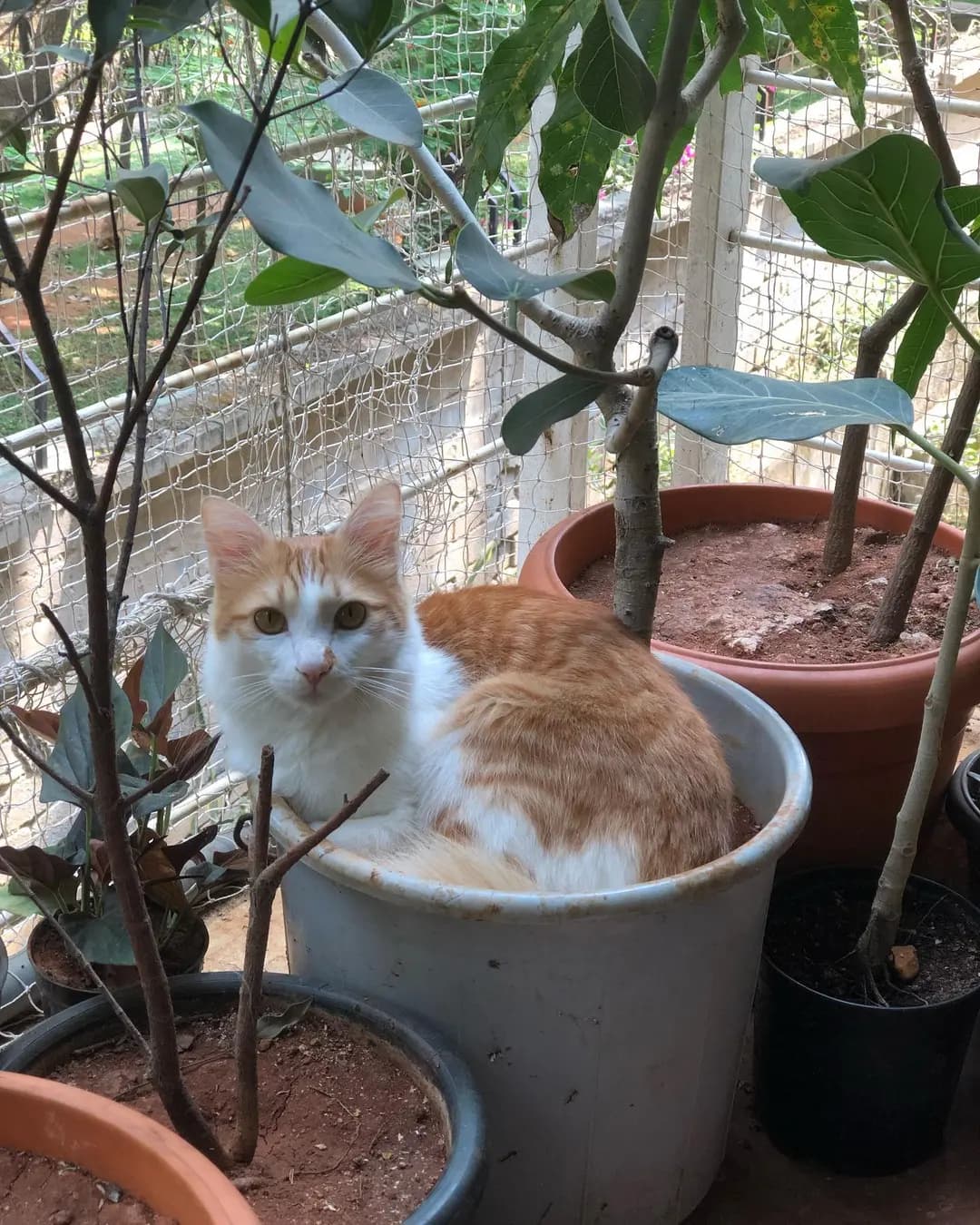 A cat-tree …. Mr Tainy taking a break