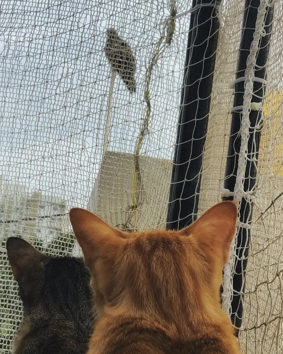 Monsoon is generally sad for them as there is not enough space for them to play outside but (2 of 2)