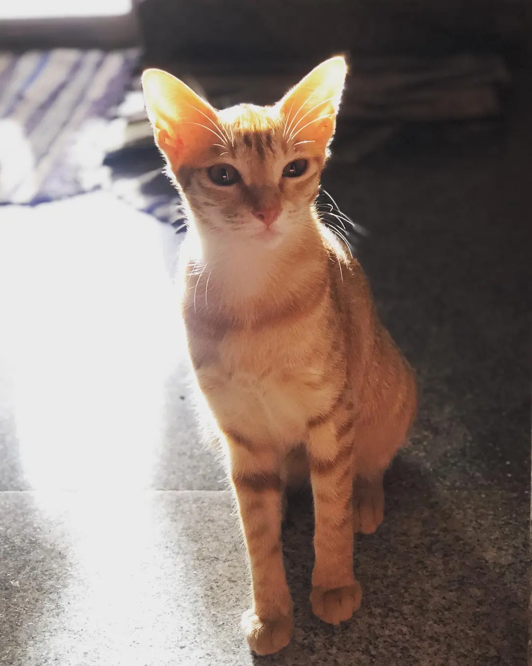 Meet the other baby.... Kudru. Her ears caught the sun. 😍😍