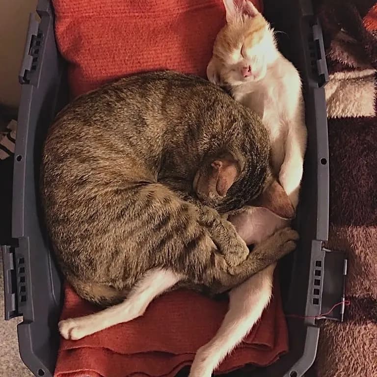 Piggy finding her comfort with the contortionist......Lutfi π»