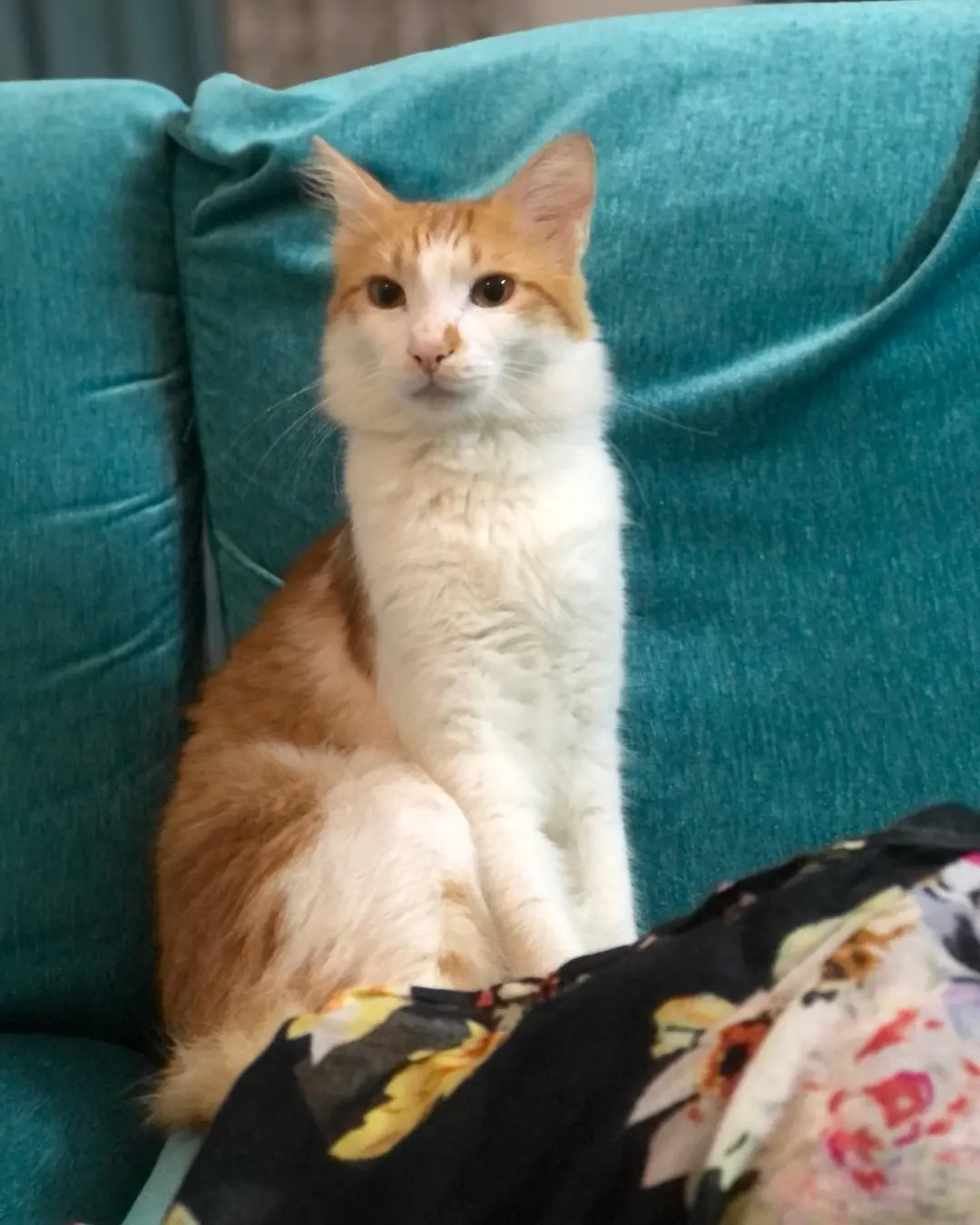 Meet Mr Tainy, our handsome boy just turned 1 🥰🥰
