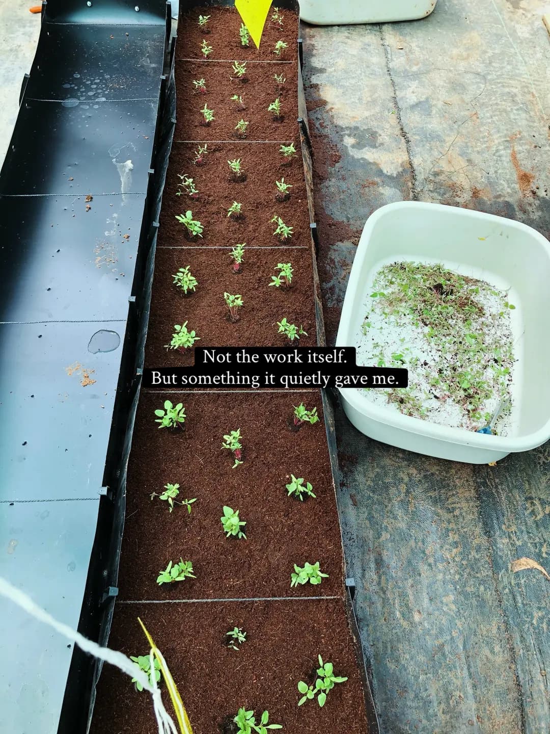 A little unexpected gift from an old chapter (2 of 9)