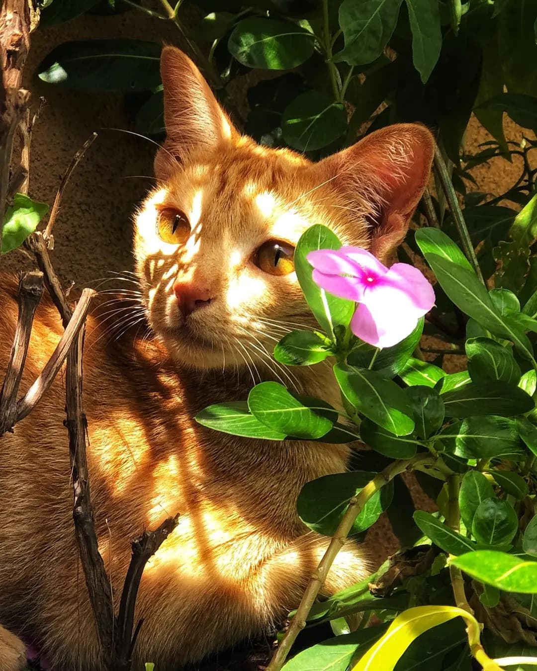 Tingmo hanging out with periwinkle 🌸🌸😍😍