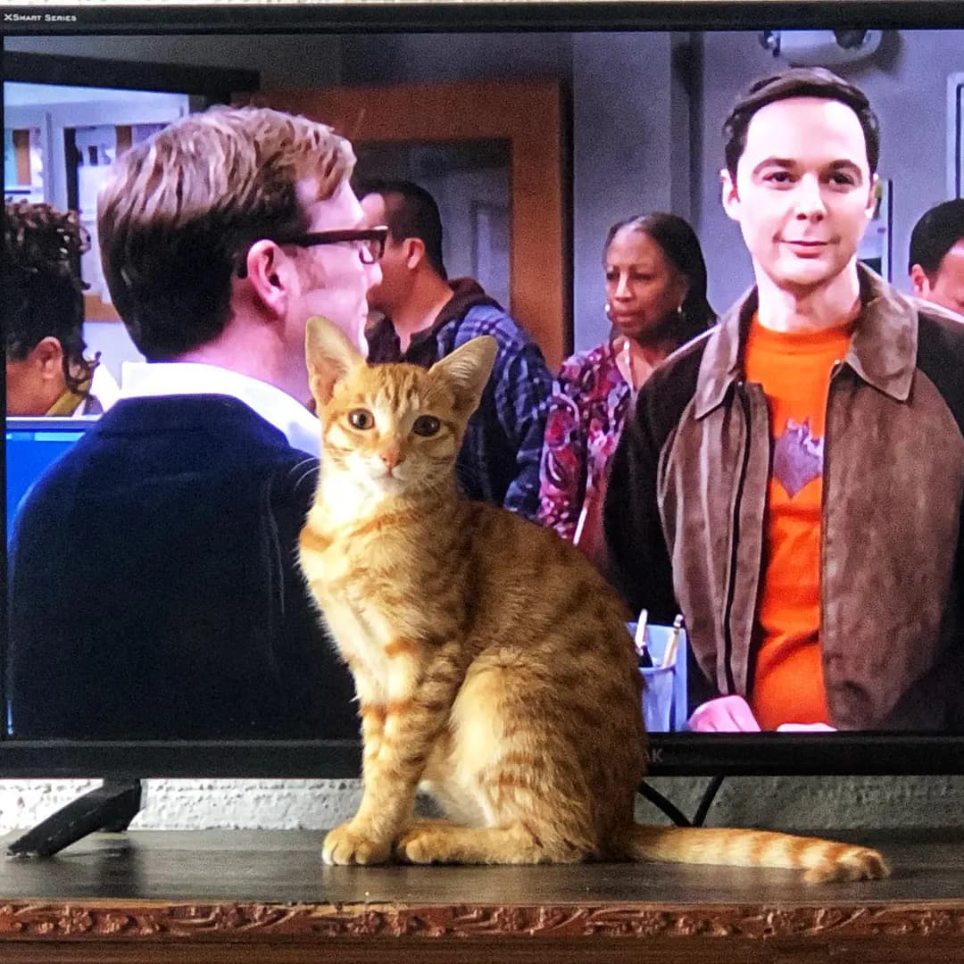 To know more about what happened in this episode of THE BIG BANG THEORY, just swipe to the (2 of 2)