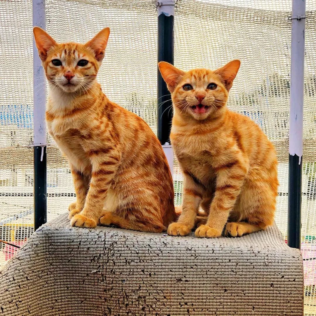 Sit on the favourite place and chirp at birds... Saturday morning shenanigans π€©π€©π€ π (2 of 2)