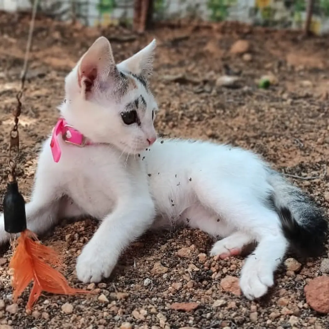 Meet Arwen.💓 (Do swipe to see amazing transformation😻 and see her big brother Tommen) So (2 of 3)