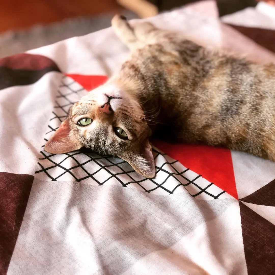 A lazy Tuesday morning for Piggy ππ»βοΈ