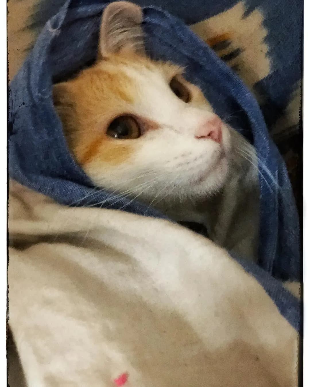 Lutfi Bahu...π½ ππ