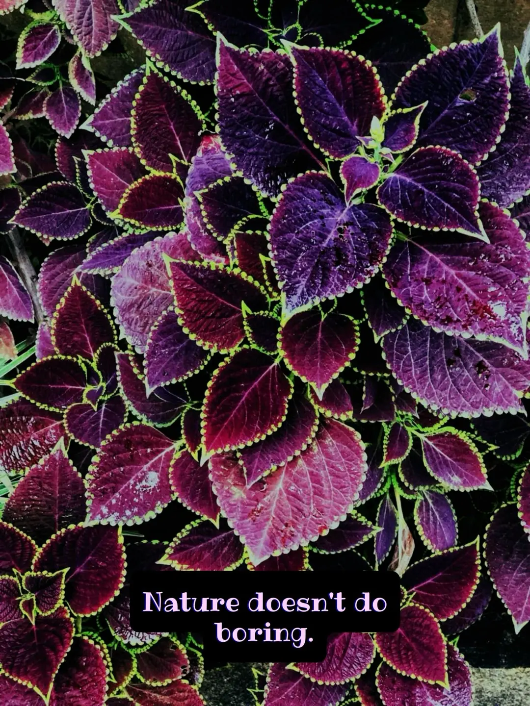 Nature doesn’t do boring (1 of 5)