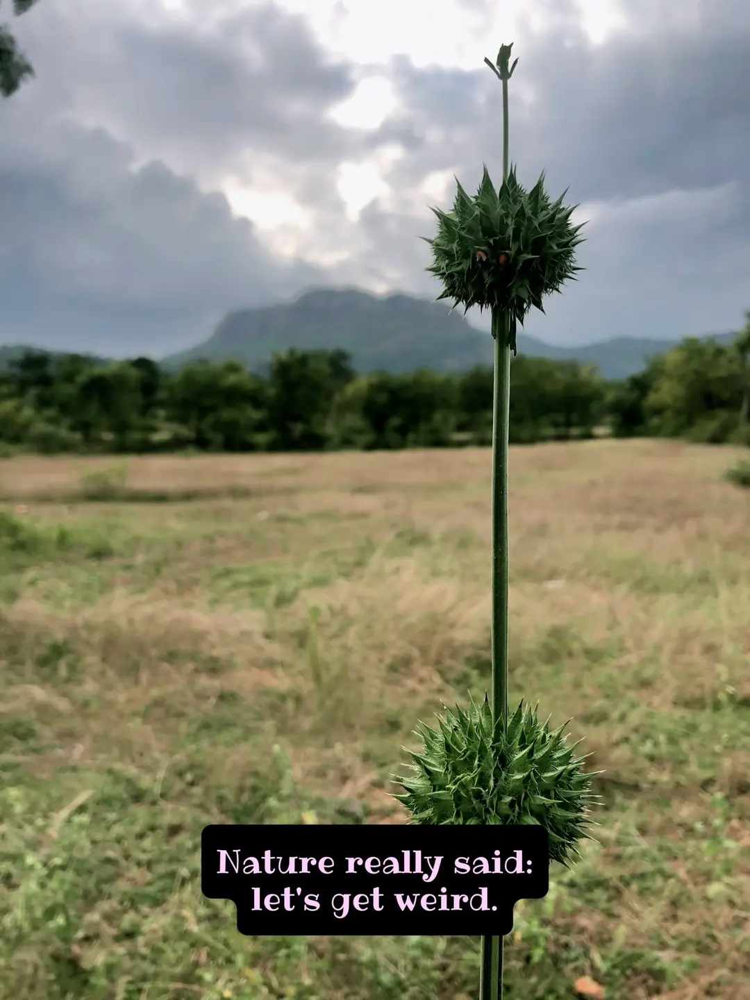 Nature doesn’t do boring (4 of 5)