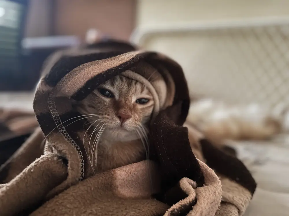Kudru peering out from under a brown blanket wrapped around her head