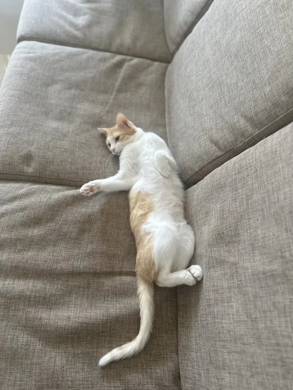 Lutfi stretched out on her side along a grey sofa