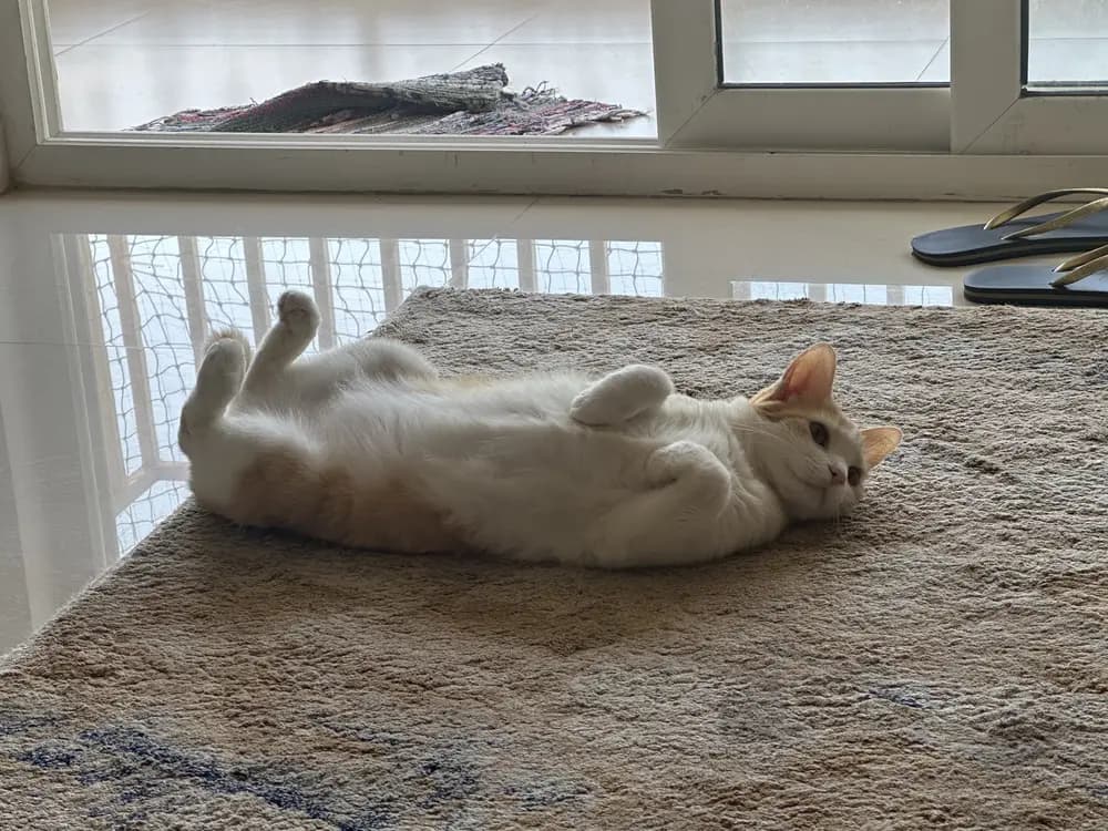 Lutfi lying on her back on a rug by the balcony door, paws folded