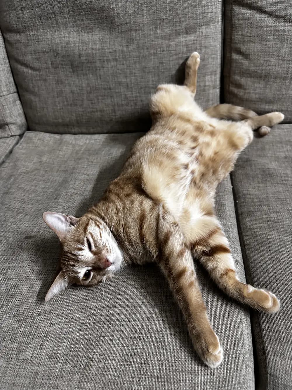A tabby cat stretched out on her back along a grey sofa, paws in the air
