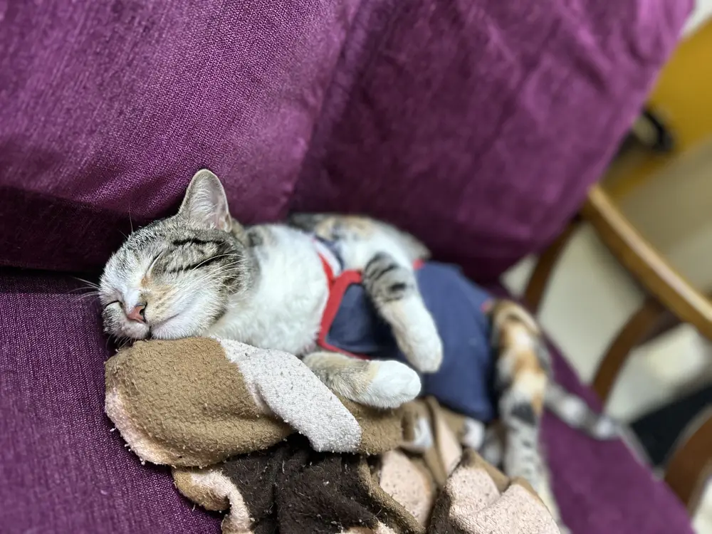 Poppins asleep on a purple armchair in her harness and a blue diaper