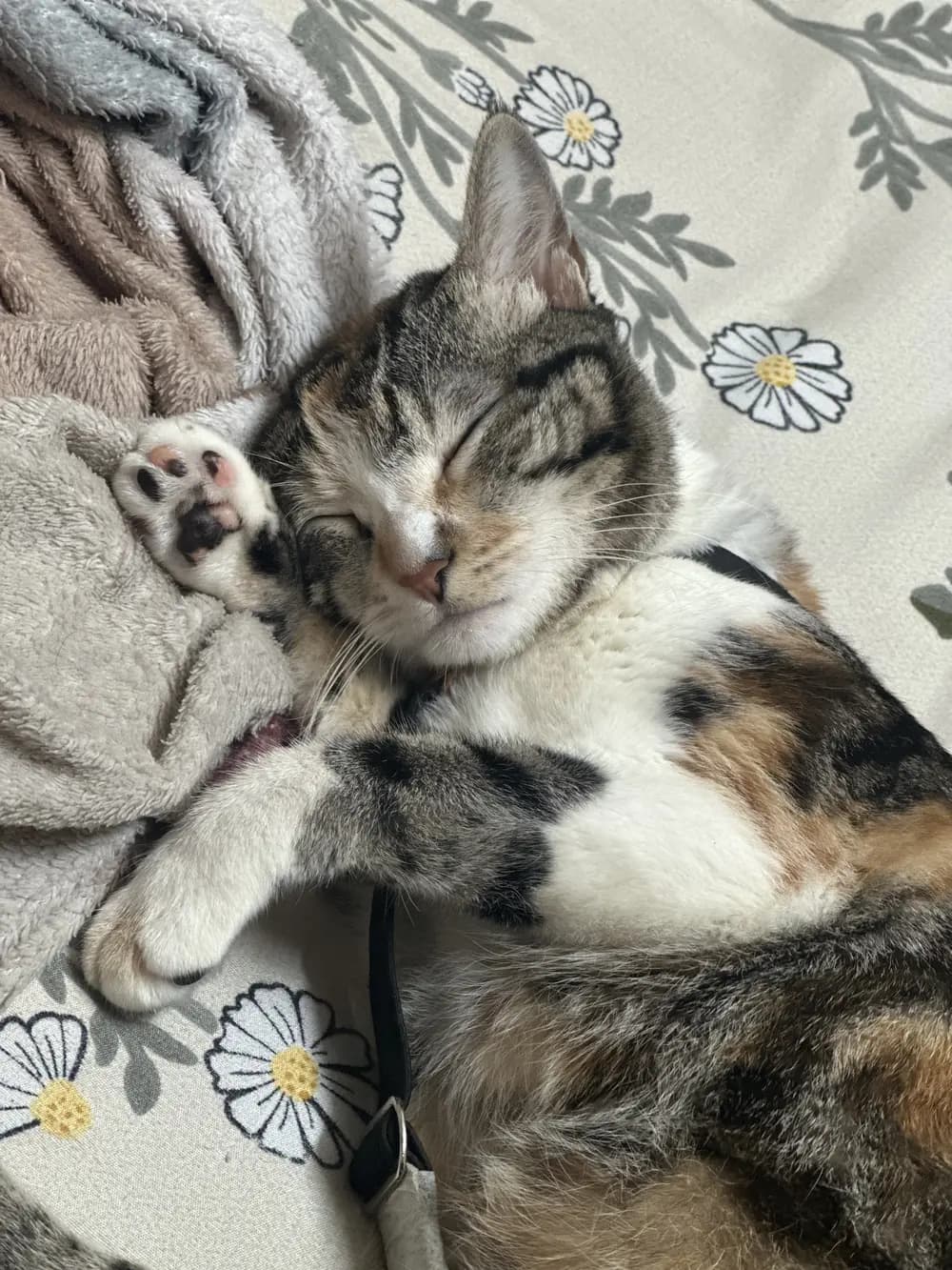 Poppins asleep on a daisy-print bedsheet, one paw raised beside her face