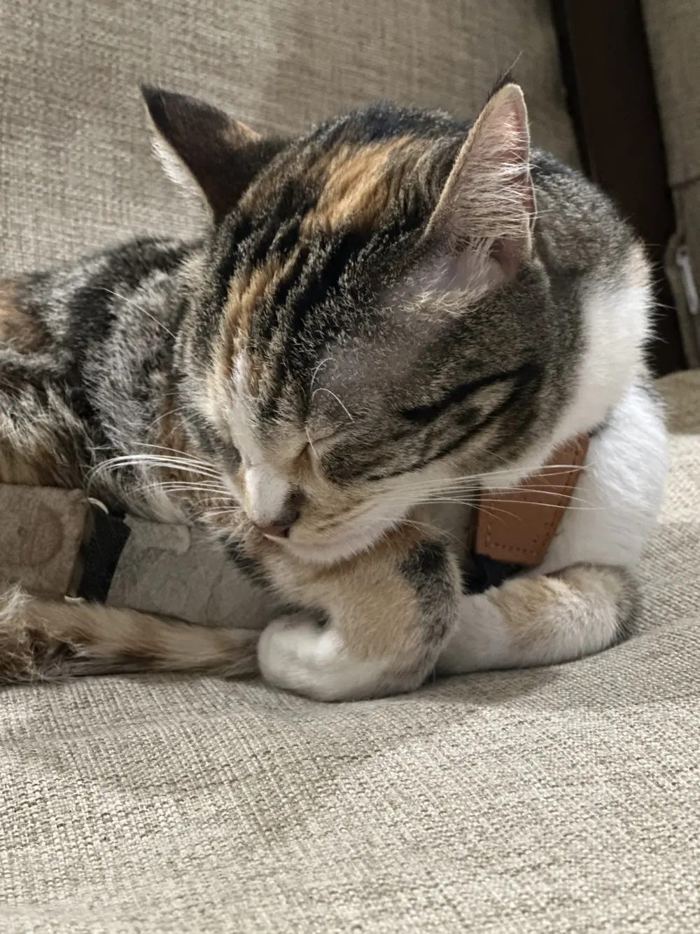 Poppins grooming her paw on a sofa, eyes closed