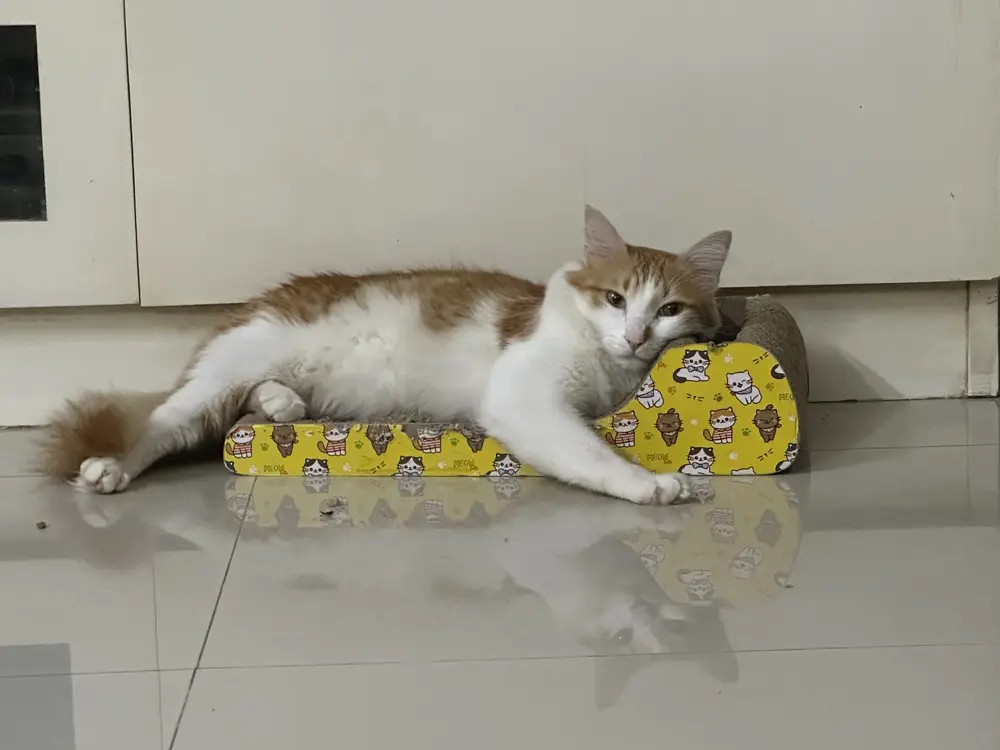 Tainy lying on a cat scratcher on the floor, his chin resting on its edge