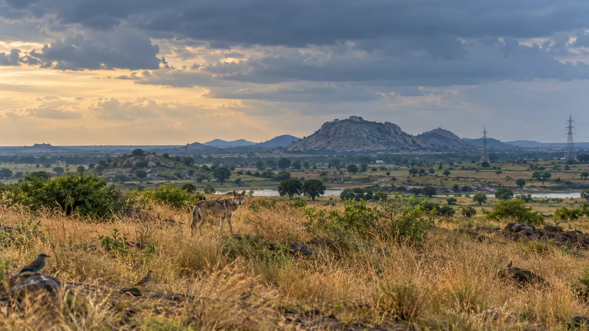 Illustration of a wolf in dry grassland with birds on the rocks, granite hills and power pylons on the horizon
