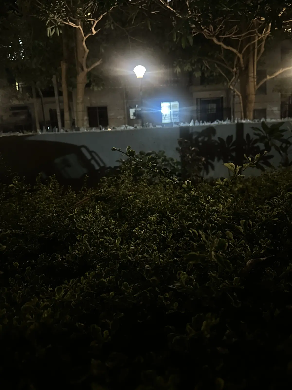 Dense green hedge lit by a streetlamp after dark