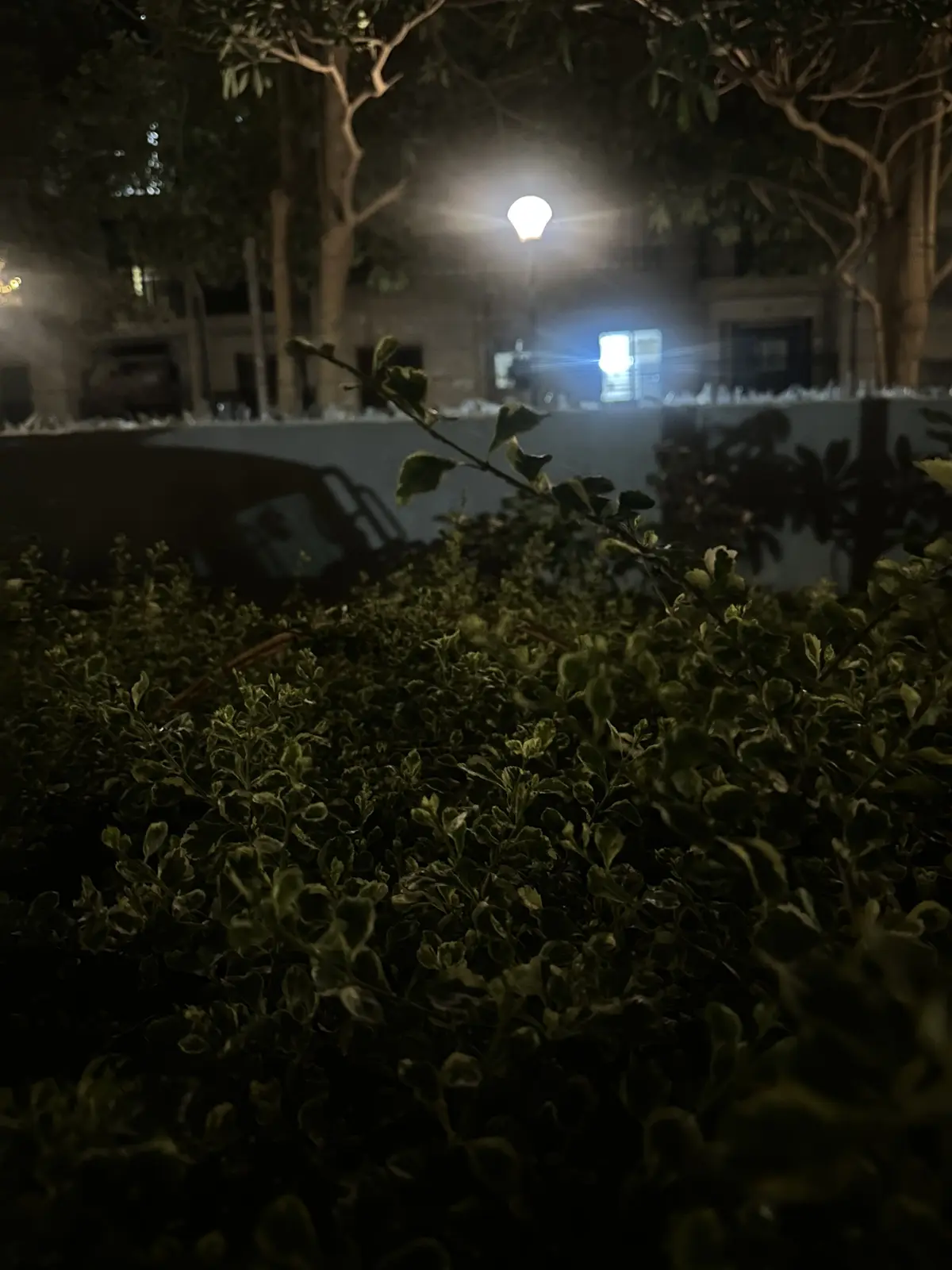 A dense hedge in low light
